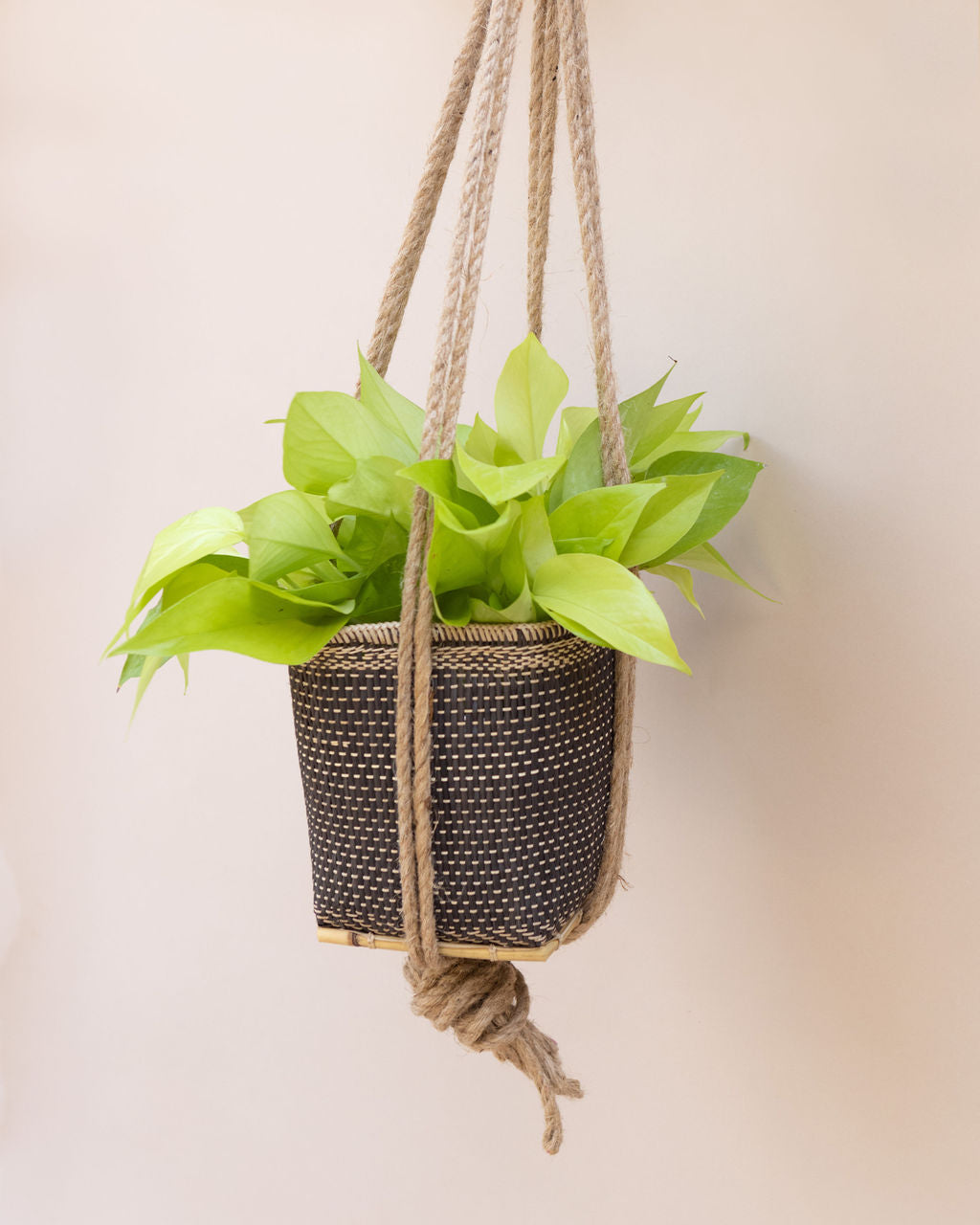 Neon Pothos Hanging Planter Basket MODERNN STUDIO