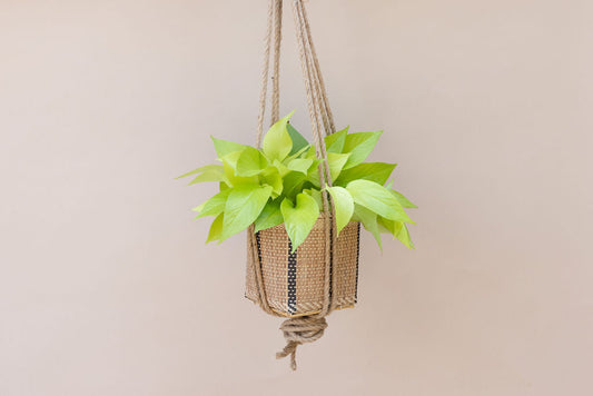 Neon Pothos Hanging Planter Basket MODERNN STUDIO