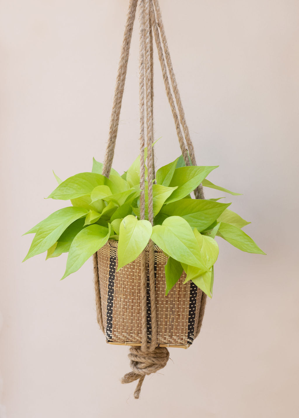 Neon Pothos Hanging Planter Basket MODERNN STUDIO