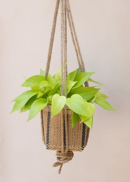 Neon Pothos Hanging Planter Basket MODERNN STUDIO